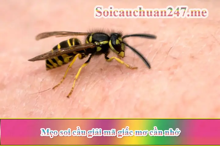 Nằm Mơ Thấy Ong Đốt: Giải Mã Ý Nghĩa Và Con Số May Mắn