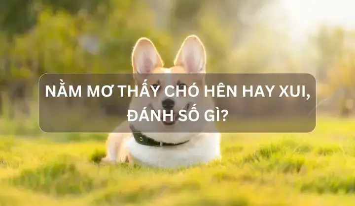 Giải Mã Ý Nghĩa Giấc Mơ Thấy 2 Con Chó Đen: Điềm Lành Hay Dữ?