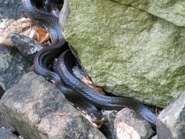 Giải Mã Chi Tiết Nằm Mơ Thấy 2 Con Rắn Đen: Điềm Báo Gì Và Con Số May Mắn?