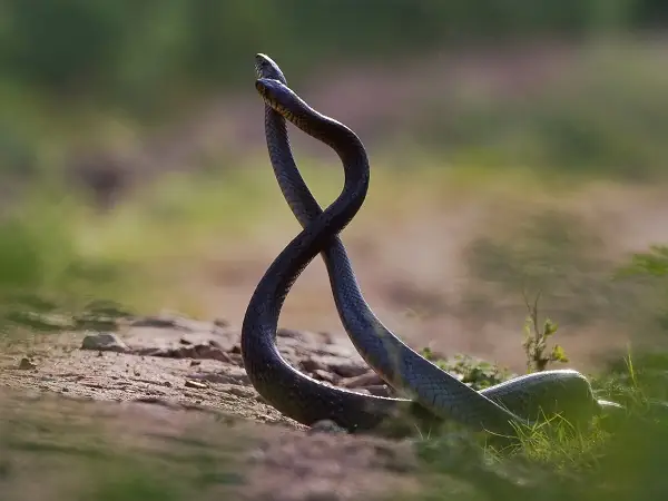 Giải Mã Chi Tiết Nằm Mơ Thấy 2 Con Rắn Đen: Điềm Báo Gì Và Con Số May Mắn?