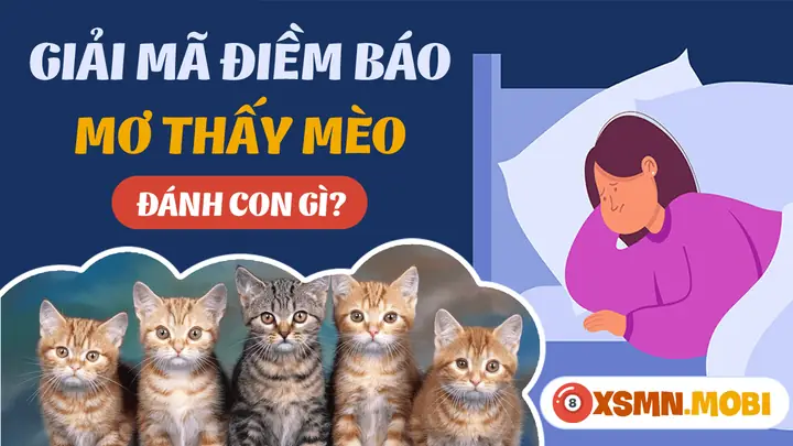 Nằm Mơ Thấy 3 Con Mèo Đánh Số May