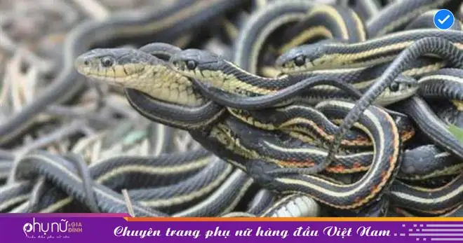 Nằm Mơ Thấy 3 Con Rắn Đen: Giải Mã Ý Nghĩa Tâm Linh Và Những Điềm Báo Đằng Sau