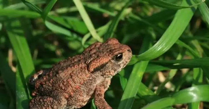 Nằm Mơ Thấy Bắt Con Cóc Đánh Số Gì