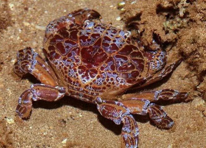 Nằm Mơ Thấy Bắt Cua Biển Đánh Số Gì? Giải Mã Chi Tiết Ý Nghĩa Và Con Số May Mắn