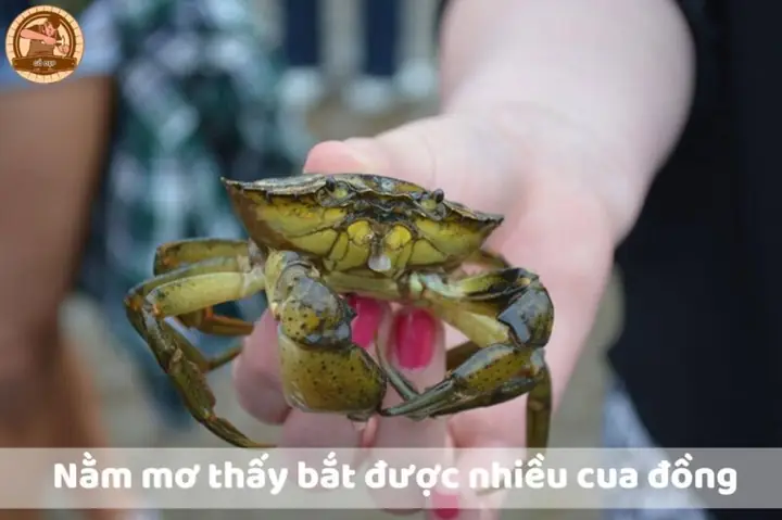 Giải Mã Giấc Mơ Thấy Bắt Cua Đồng: Ý Nghĩa Tâm Linh Và Con Số May Mắn