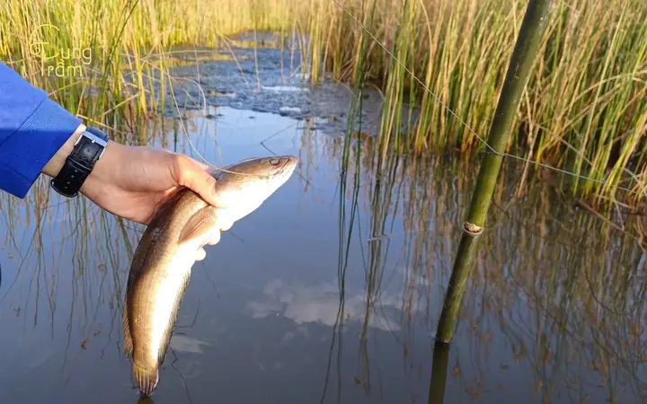 Giải Mã Giấc Mơ Thấy Bắt Được Cá Lóc To: Ý Nghĩa Và Những Điềm Báo Đặc Biệt