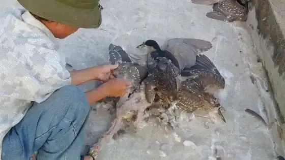 Giải Mã Giấc Mơ Thấy Bắt Được Con Cò Trắng: Điềm Báo Và Ý Nghĩa Đằng Sau