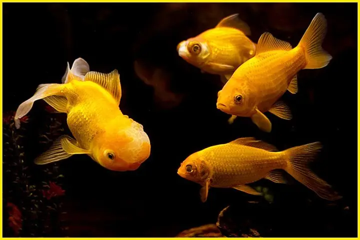 Nằm Mơ Thấy Bắt Được Nhiều Cá Nhỏ: Giải Mã Ý Nghĩa Và Các Điềm Báo Trong Tương Lai