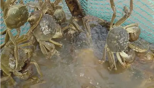 Nằm Mơ Thấy Bắt Được Nhiều Cua Đồng: Giải Mã Chi Tiết Ý Nghĩa Và Con Số