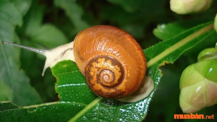 Nằm Mơ Thấy Bắt Ốc Dưới Ao Là Điềm Gì? Giải Mã Chi Tiết Các Trường Hợp