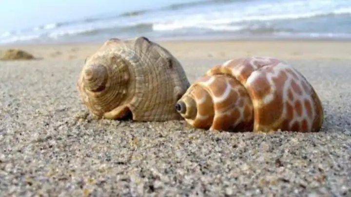 Giải Mã Giấc Mơ Thấy Bắt Ốc Dưới Nước: Chi Tiết Ý Nghĩa Và Con Số May Mắn