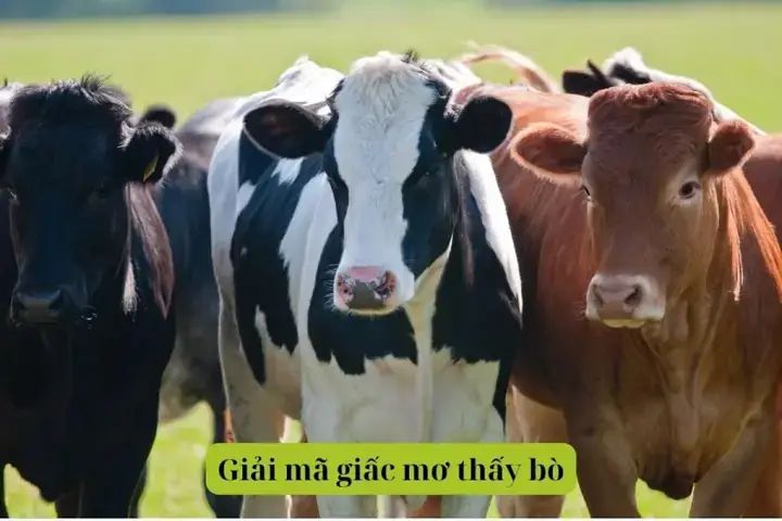 Giải Mã Giấc Mơ Thấy Bò Đuổi Húc Mình: Điềm Báo Gì Và Những Con Số May Mắn