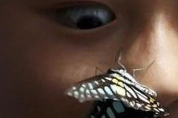 Giải Mã Giấc Mơ Thấy Bướm Đậu Vào Người: Điềm Lành Hay Dữ?