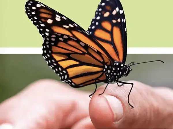 Giải Mã Chi Tiết Ý Nghĩa Nằm Mơ Thấy Bướm Đậu Vào Tay Và Các Con Số May Mắn