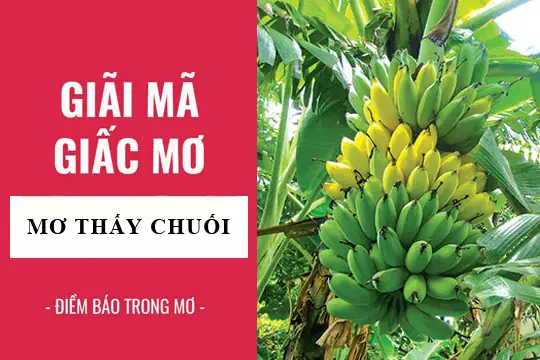 Giải Mã Giấc Mơ Thấy Buồng Chuối Chín Vàng: Điềm Báo Gì Và Con Số May Mắn?