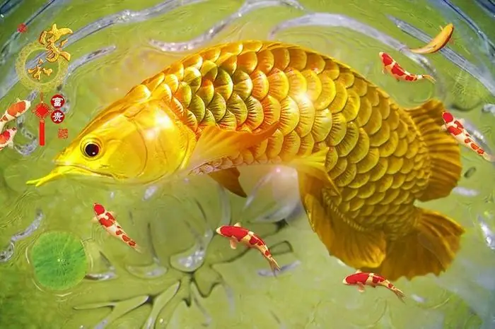 Giải Mã Giấc Mơ Thấy Cá Bơi Trên Trời: Ý Nghĩa, Điềm Báo Và Con Số May Mắn