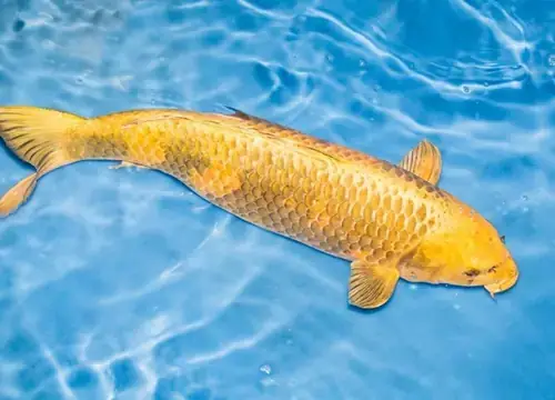 Giải Mã Giấc Mơ Thấy Cá Chép Đen: Điềm Báo Gì Và Ý Nghĩa Sâu Xa