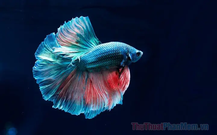 Giải Mã Chi Tiết Giấc Mơ Thấy Cá Chết: Điềm Báo Tâm Linh Và Những Lời Khuyên Thực Tế