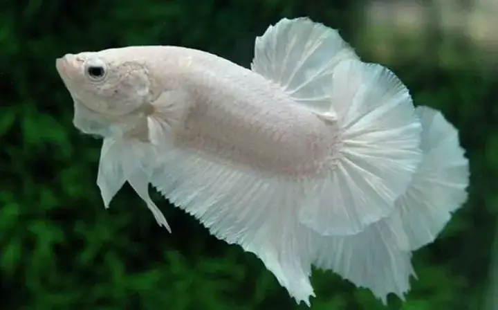 Giải Mã Chi Tiết Giấc Mơ Thấy Cá Chết: Điềm Báo Tâm Linh Và Những Lời Khuyên Thực Tế