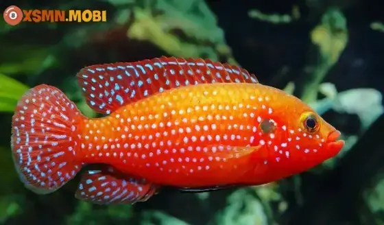 Nằm Mơ Thấy Cá Đen Đánh Số Gì? Giải Mã Chi Tiết Điềm Báo Tâm Linh