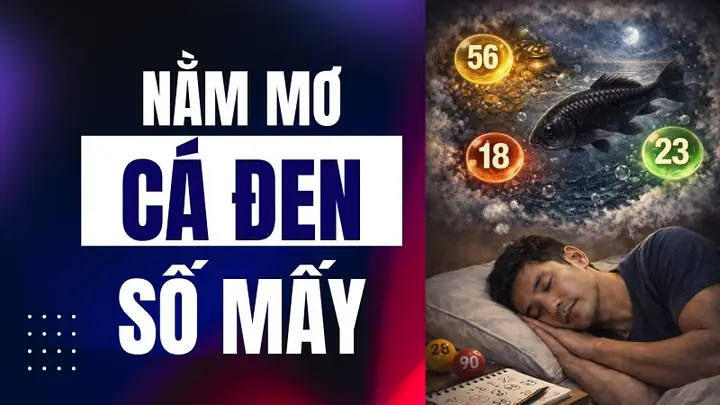 Nằm Mơ Thấy Cá Đen Đánh Số Gì? Giải Mã Chi Tiết Điềm Báo Tâm Linh
