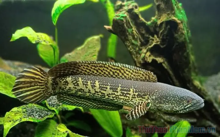 Nằm Mơ Thấy Cá Lóc Hên Hay Xui: Giải Mã Ý Nghĩa Chi Tiết Và Con Số May Mắn