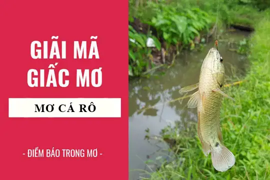Nằm Mơ Thấy Cá Rô Phi Đánh Số Gì: Giải Mã Ý Nghĩa Và Con Số May Mắn