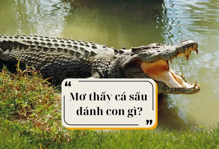 Giải Mã Giấc Mơ: Nằm Mơ Thấy Cá Sấu Cắn Người Khác Đánh Con Gì & Ẩn Ý Gì?