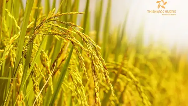 Nằm Mơ Thấy Cánh Đồng Lúa Chín: Giải Mã Toàn Diện Điềm Báo Tâm Linh & Tâm Lý