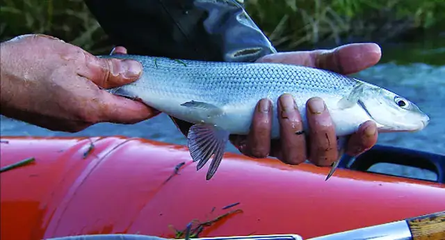 Giải Mã Giấc Mơ Thấy Câu Được Cá Trắng: Điềm Báo Gì Và Con Số May Mắn?