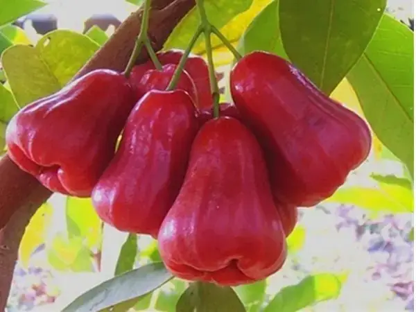 Giải Mã Giấc Mơ Thấy Cây Có Nhiều Trái: Điềm Lành Hay Dữ?