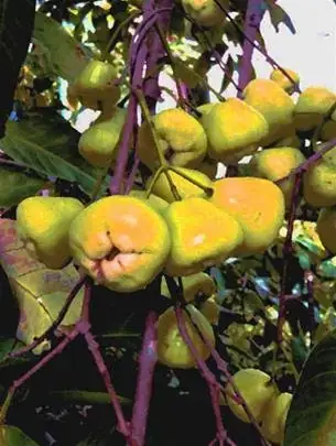 Giải Mã Giấc Mơ Thấy Cây Có Nhiều Trái: Điềm Lành Hay Dữ?