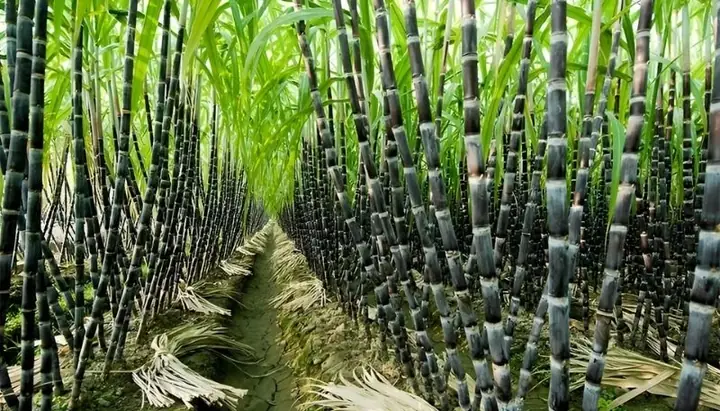 Giải Mã Giấc Mơ Thấy Cây Mía: Điềm Báo Gì Và Những Con Số May Mắn Liên Quan