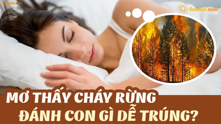 Giải Mã Giấc Mơ Thấy Cháy Rừng: Ý Nghĩa Sâu Xa Và Con Số May Mắn Ẩn Sau