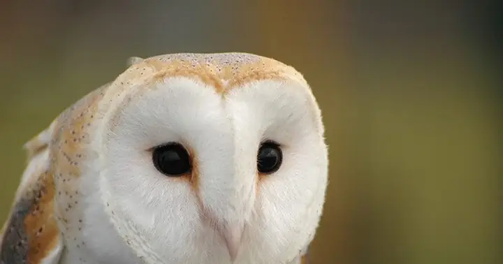 Giải Mã Chi Tiết Ý Nghĩa Nằm Mơ Thấy Chim Cú Và Những Con Số May Mắn