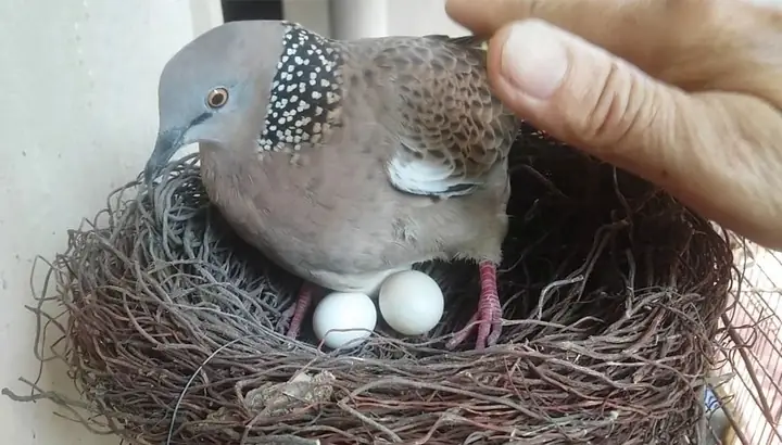 Giải Mã Giấc Mơ Thấy Chim Cu Gáy: Điềm Lành Hay Dữ Và Con Số May Mắn?