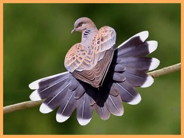 Giải Mã Giấc Mơ Thấy Chim Cu Gáy: Điềm Lành Hay Dữ Và Con Số May Mắn?