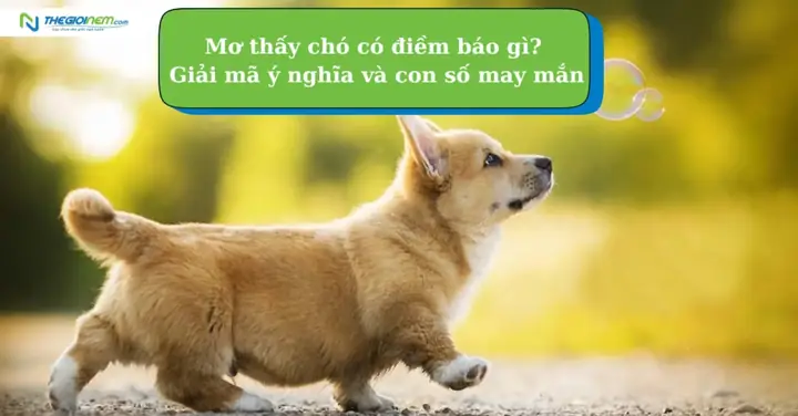 Nằm Mơ Thấy Chó Cắn Đánh Số May: Giải Mã Chi Tiết Ý Nghĩa Và Gợi Ý Con Số