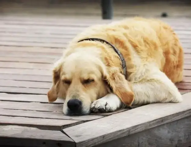 Giải Mã Giấc Mơ: Nằm Mơ Thấy Chó Cắn Vào Chân Chảy Máu - Điềm Báo Gì?