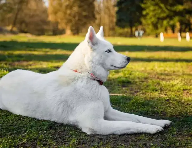 Giải Mã Giấc Mơ: Nằm Mơ Thấy Chó Cắn Vào Chân Không Chảy Máu Báo Hiệu Điềm Gì?