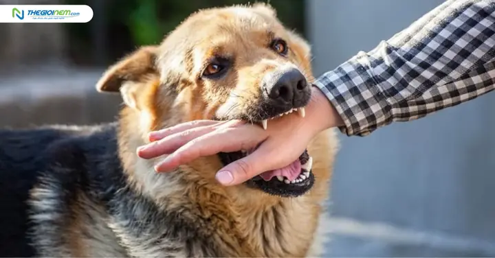 Giải Mã Giấc Mơ Thấy Chó Cắn Vào Tay: Điềm Báo Gì Và Con Số May Mắn