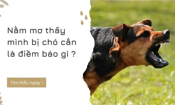 Giải Mã Giấc Mơ Thấy Chó Cắn Vào Tay: Điềm Báo Gì Và Con Số May Mắn