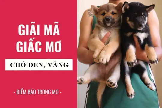 Giải Mã Giấc Mơ Thấy Chó Con Màu Đen: Điềm Báo Gì Và Con Số May Mắn
