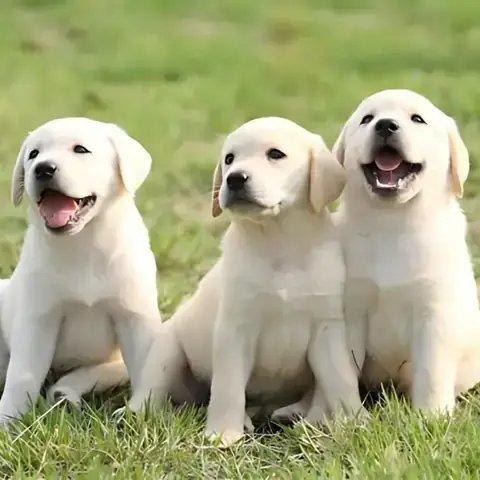 Nằm Mơ Thấy Chó Đen Đánh Con Gì? Giải Mã Chi Tiết Điềm Báo & Con Số May Mắn