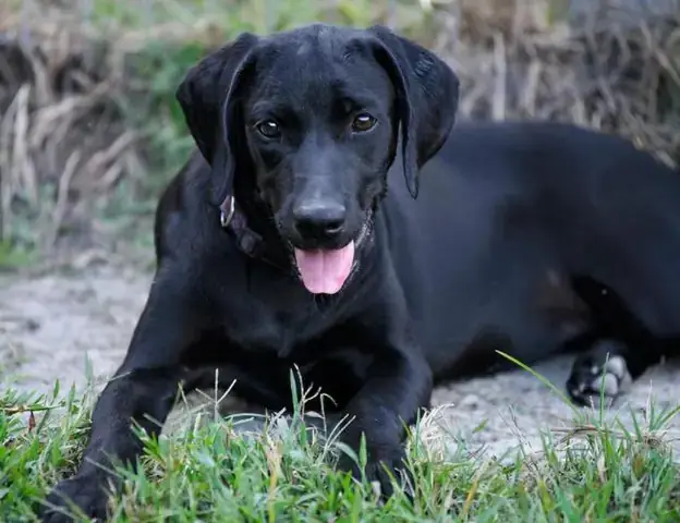 Nằm Mơ Thấy Chó Đen Vào Nhà: Giải Mã Chi Tiết Ý Nghĩa Và Điềm Báo Theo Khoa Học, Văn Hóa Và Tâm Lý