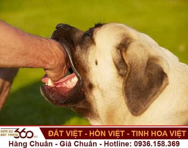 Giải Mã Giấc Mơ Thấy Chó Đuổi Cắn: Điềm Báo Gì Và Con Số May Mắn?