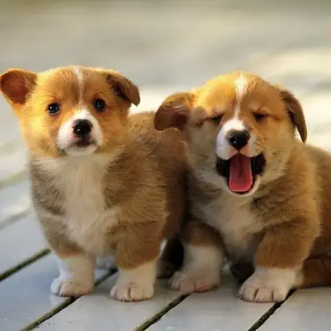 Nằm Mơ Thấy Cho Em Bé Bú Đánh Con Gì? Giải Mã Chi Tiết Và Con Số May Mắn