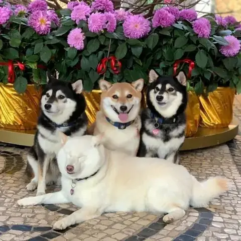 Giải Mã Giấc Mơ Thấy Chó Mẹ Và Đàn Chó Con: Điềm Lành Hay Dữ?