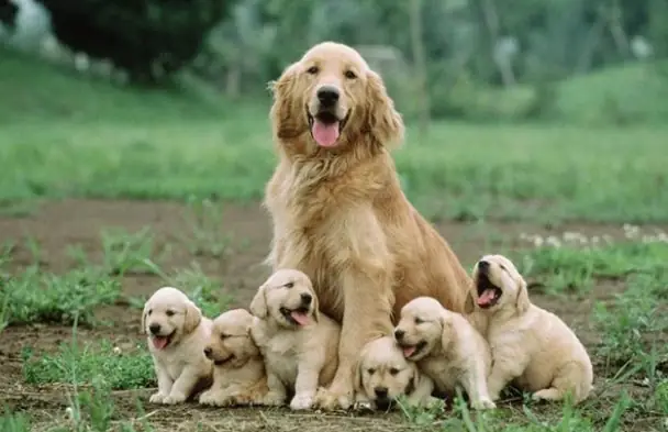 Giải Mã Giấc Mơ Thấy Chó Mẹ Và Đàn Chó Con: Điềm Lành Hay Dữ?