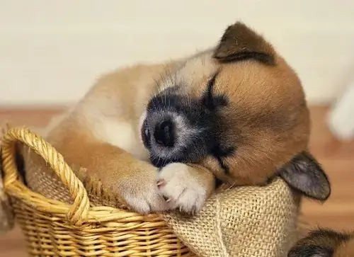 Giải Mã Giấc Mơ Thấy Chó Quấn Quýt Mình: Điềm Báo Gì Và Những Ý Nghĩa Sâu Xa